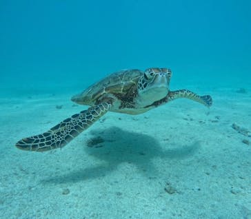 OCEAN LIFE 宮古島に投稿された画像（2025/9/11）