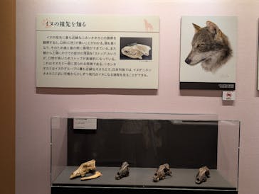 特別展「古代ＤＮＡ－日本人のきた道－」に投稿された画像（2025/9/11）