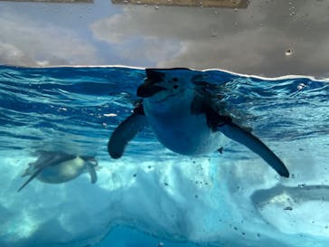 名古屋港水族館に投稿された画像（2025/9/11）