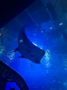 沖縄美ら海水族館に投稿された画像（2025/9/11）