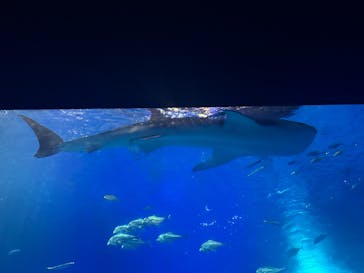 沖縄美ら海水族館に投稿された画像（2025/9/11）