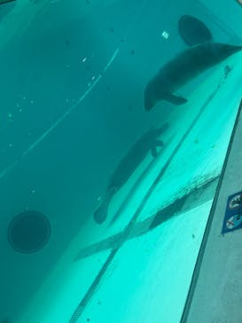沖縄美ら海水族館に投稿された画像（2025/9/12）