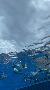 サンシャイン水族館に投稿された画像（2025/9/12）