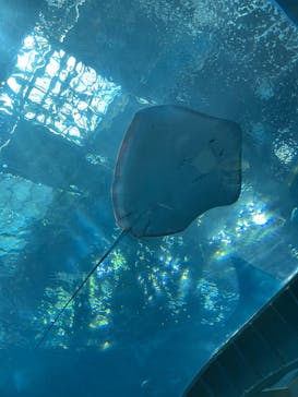 沖縄美ら海水族館に投稿された画像（2025/9/12）