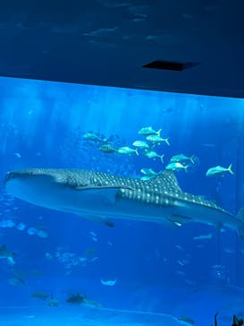沖縄美ら海水族館に投稿された画像（2025/9/12）