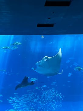 沖縄美ら海水族館に投稿された画像（2025/9/12）