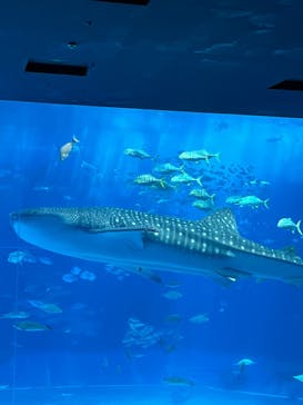 沖縄美ら海水族館に投稿された画像（2025/9/12）