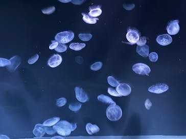 サンシャイン水族館に投稿された画像（2025/9/12）