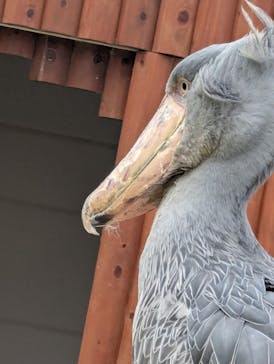 掛川花鳥園に投稿された画像（2025/9/12）