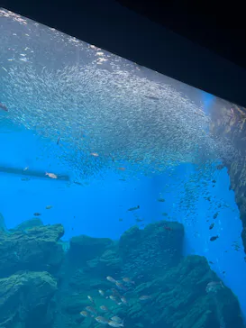 仙台うみの杜水族館に投稿された画像（2025/9/12）