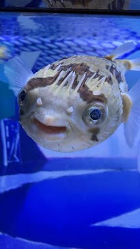 マクセル アクアパーク品川に投稿された画像（2025/9/12）