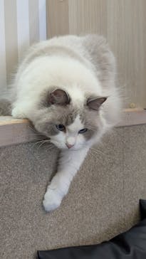 猫カフェモカ 京都河原町店に投稿された画像（2025/9/12）