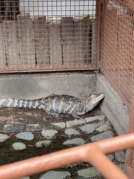 熱川バナナワニ園に投稿された画像（2025/9/12）