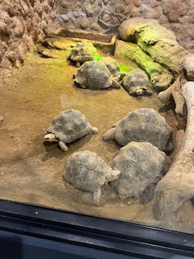 熱川バナナワニ園に投稿された画像（2025/9/12）