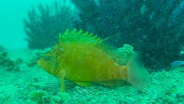 マリンズプロに投稿された画像（2025/9/12）