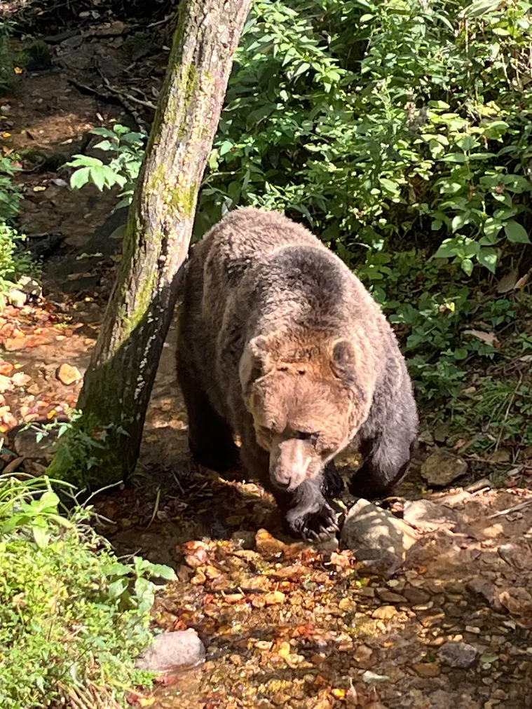 サホロリゾート ベア・マウンテンの口コミ ｜間近で、ヒグマを見ること
