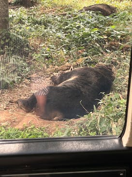 サホロリゾート　ベア･マウンテンに投稿された画像（2025/9/12）