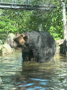 サホロリゾート　ベア･マウンテンに投稿された画像（2025/9/12）