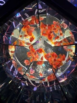 UWS AQUARIUM GA☆KYOに投稿された画像（2025/9/12）
