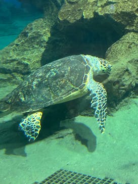 名古屋港水族館に投稿された画像（2025/9/12）