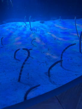 名古屋港水族館に投稿された画像（2025/9/12）