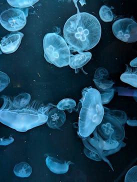 AOAO SAPPOROに投稿された画像（2025/9/12）