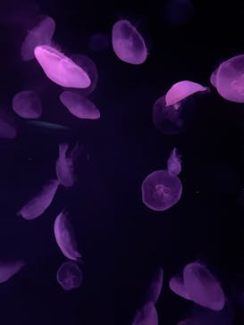 サンシャイン水族館に投稿された画像（2025/9/12）