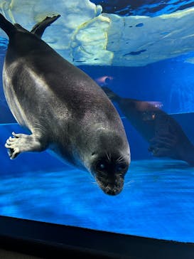 サンシャイン水族館に投稿された画像（2025/9/12）