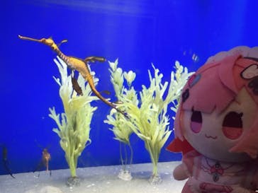 サンシャイン水族館に投稿された画像（2025/9/12）