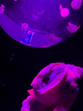 サンシャイン水族館に投稿された画像（2025/9/12）