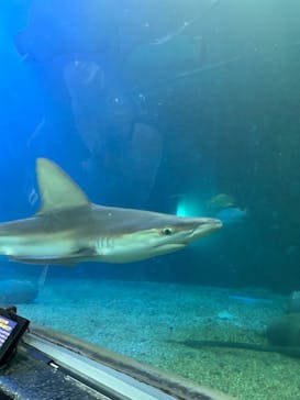 串本海中公園水族館に投稿された画像（2025/9/12）