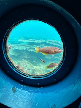 串本海中公園水族館に投稿された画像（2025/9/12）