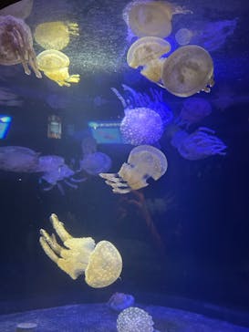 串本海中公園水族館に投稿された画像（2025/9/12）
