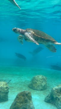 沖縄美ら海水族館に投稿された画像（2025/9/13）