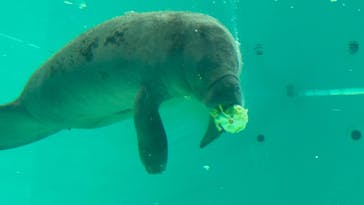 沖縄美ら海水族館に投稿された画像（2025/9/13）
