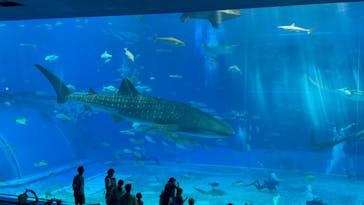 沖縄美ら海水族館に投稿された画像（2025/9/13）