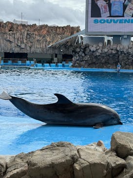 名古屋港水族館に投稿された画像（2025/9/13）