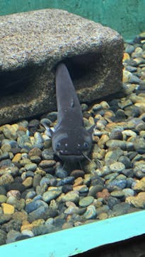 しながわ水族館に投稿された画像（2025/9/13）