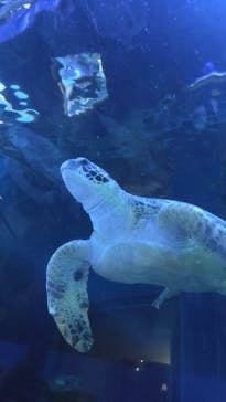 しながわ水族館に投稿された画像（2025/9/13）