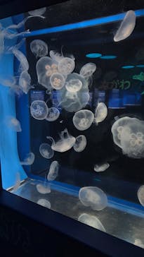 しながわ水族館に投稿された画像（2025/9/13）