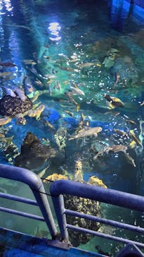 しながわ水族館に投稿された画像（2025/9/13）