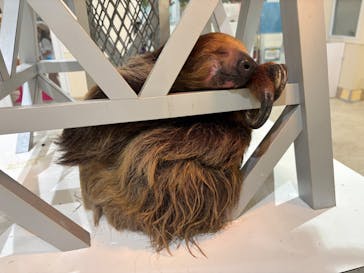 アニタッチららぽーと名古屋みなとアクルスに投稿された画像（2025/9/13）