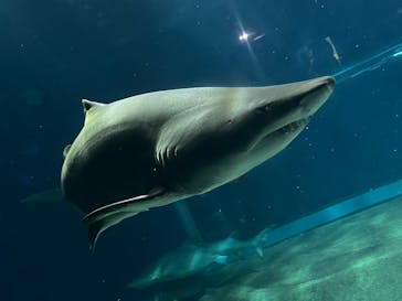 アクアワールド茨城県大洗水族館に投稿された画像（2025/9/13）