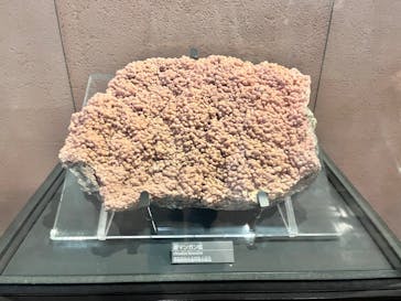 国立科学博物館に投稿された画像（2025/9/13）