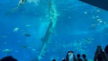 沖縄美ら海水族館に投稿された画像（2025/9/13）