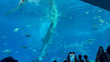 沖縄美ら海水族館に投稿された画像（2025/9/13）