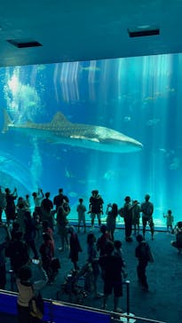 沖縄美ら海水族館に投稿された画像（2025/9/13）