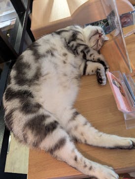 猫カフェモカ　池袋東口店に投稿された画像（2025/9/13）