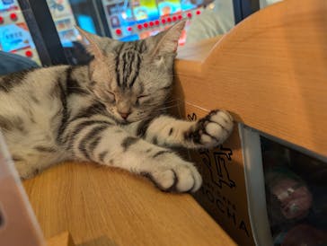 猫カフェモカ　池袋東口店に投稿された画像（2025/9/13）