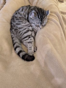 猫カフェモカ　池袋東口店に投稿された画像（2025/9/13）